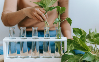 Mikor érdemes dugványt továbbadni – és mikor nem?