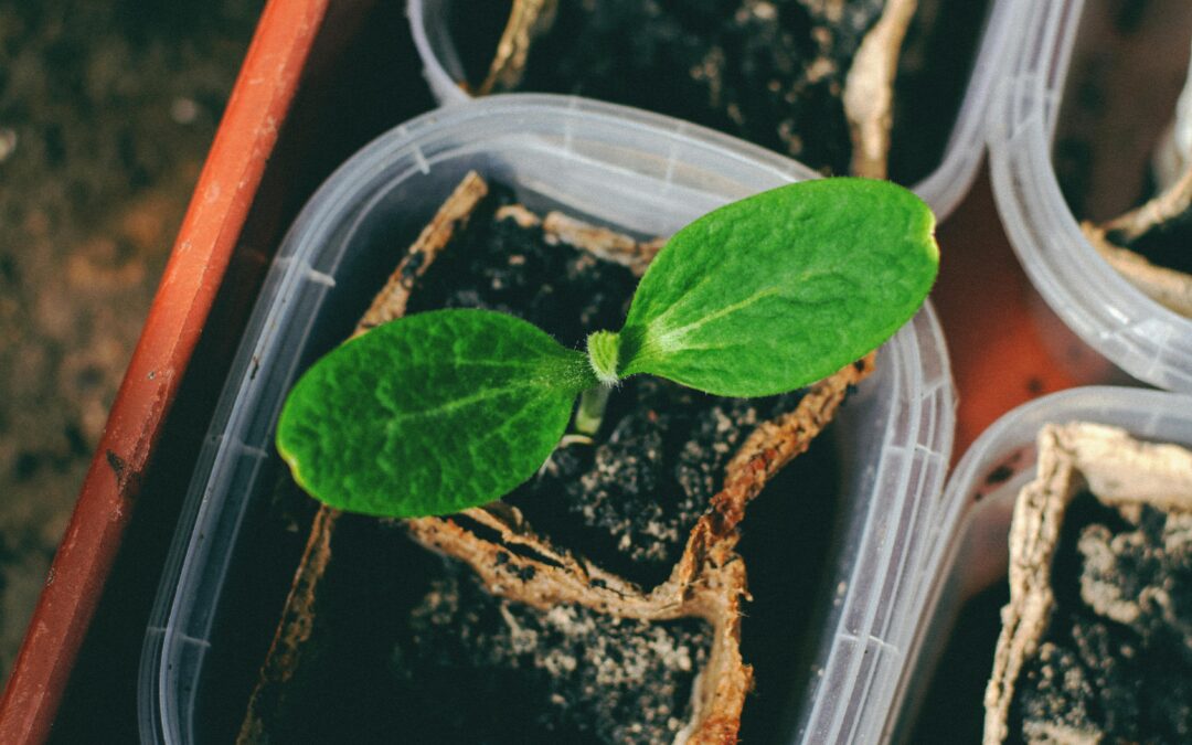 Hogyan készítsd elő a növényt a ládába helyezéshez?